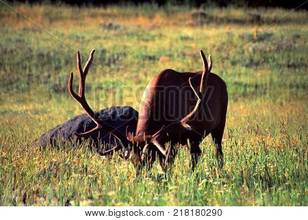 Elk (Cervus canadensis) in a meadow under morning sunlight in Yellowstone National Park Wyoming