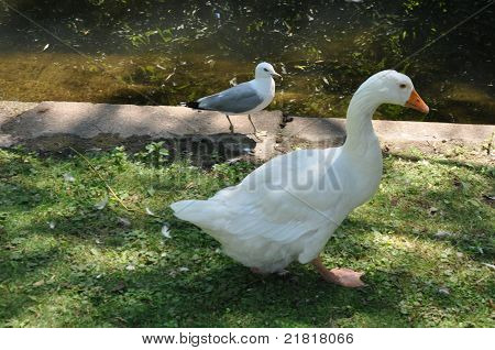 White Ducks