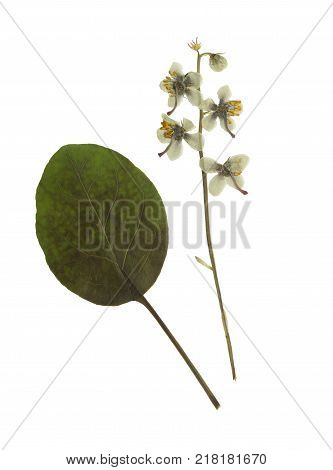 Pressed and dried flowers pyrola with leaf isolated on white background. For use in scrapbooking floristry or herbarium.