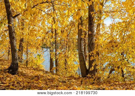 Autumn forest scenery with rays of warm light illumining the gold foliage and a footpath leading into the scene