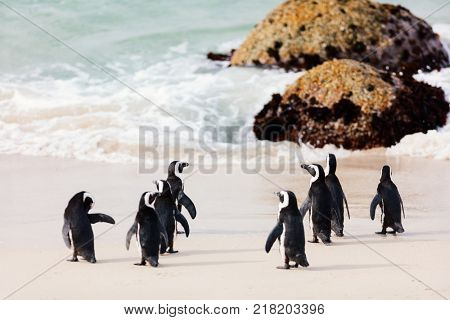 African penguins colony at Boulders beach near Cape Town in South Africa