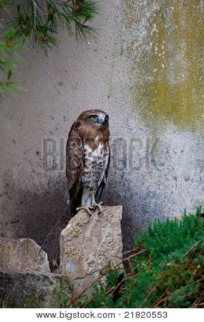 Aquila serpentaria