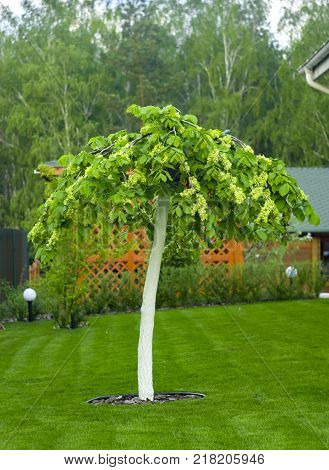 hornbeam, decorative, weeping form close up background