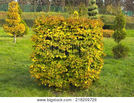 Hornbeam decorative tonsured a round shape with a slot in the center.