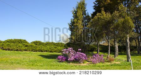 Azalia, which blooms in a spring park on a spacious lawn, in the botanical garden named after Grishka.