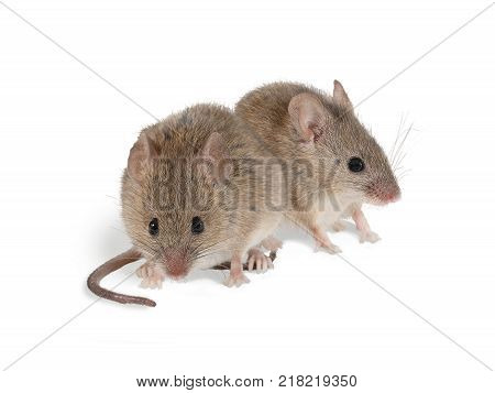 closeup two vole mouse sits on white background.