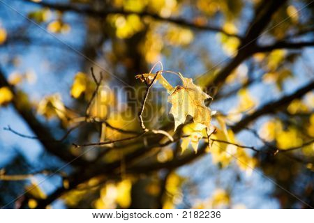 Bunter Herbst