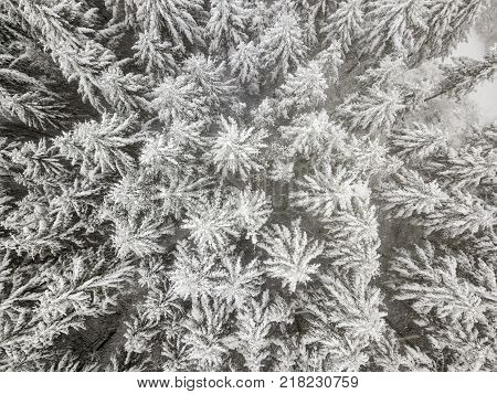 Snow covered treetops in a white winter forest