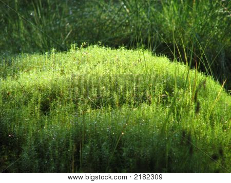 Erba verde