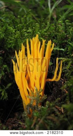 Lysende Orange mos