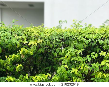 Wrightia religiosa wall near building office in thailand