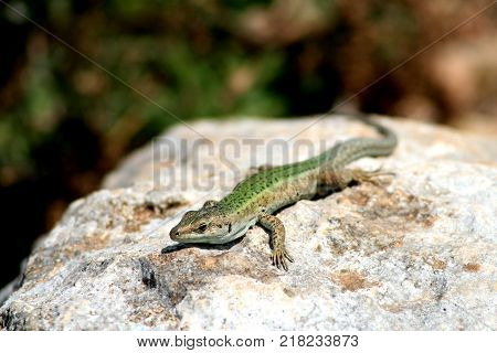 a beautiful colored wall lizard warming under the sun