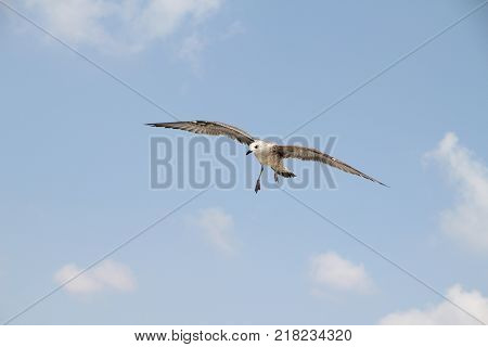Bird fly on blue sky. sky background. Gorgeous Flight of bird with Blue sky. Seagull hovers on deep blue air. Gull hunting down fish. Flying gull chick. Gullchick Flies over Expanse air
