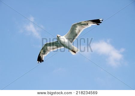 Bird fly on blue sky. sky background. Gorgeous Flight of bird with Blue sky. Seagull hovers on deep blue air. Gull hunting down fish. Flying gull chick. Gullchick Flies over Expanse air