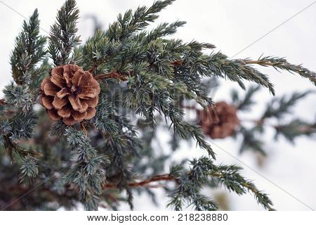 Blue Spruce Branch With Cones Covered With Snow