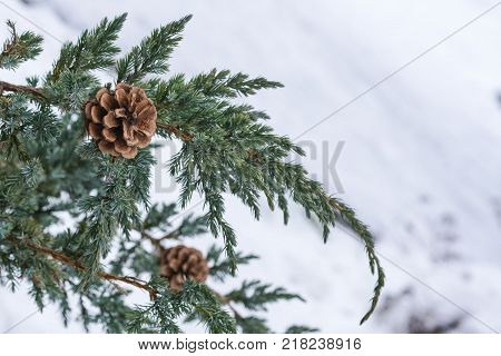 Blue Spruce Branch With Cones Covered With Snow