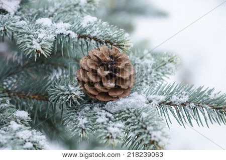Blue Spruce Branch With Cones Covered With Snow