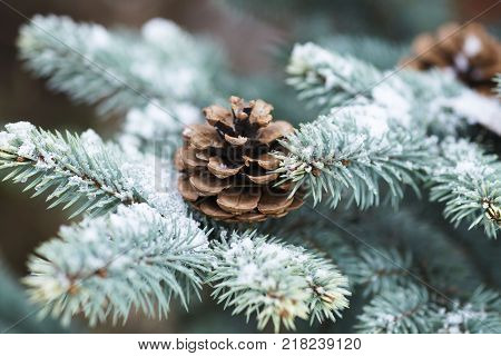 Blue Spruce Branch With Cones Covered With Snow