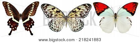 beautiful butterfly isolated on a white background