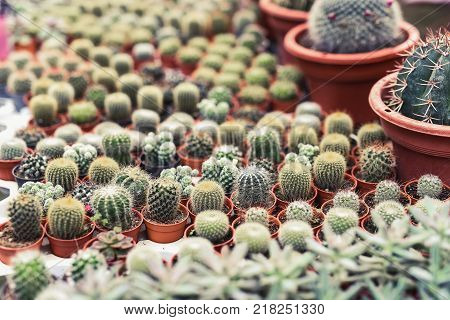 Close up of cactus in pot background