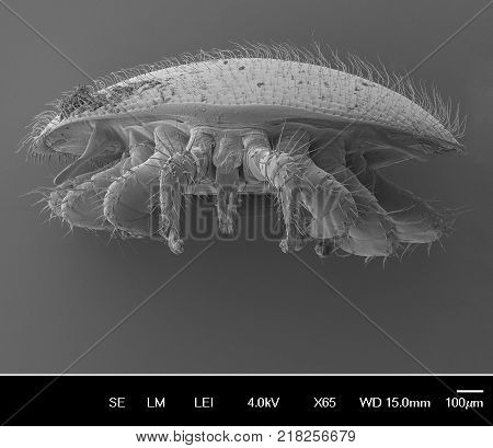 Varroa destructor bee parasite - an electron scanning microscope photo - Magnification 55x