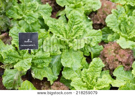organic green buttavia lettuce, Lactuca sativa in farm. plant growing in vegetable garden. soil cultivation. Agricultural industry.