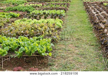 organic lettuce plant growing in vegetable garden. soil cultivation. Agricultural industry.