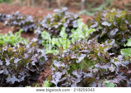 organic lettuce plant growing in vegetable garden. soil cultivation. Agricultural industry.