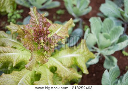 organic red buttavia lettuce, Lactuca sativa in farm. plant growing in vegetable garden. soil cultivation. Agricultural industry.