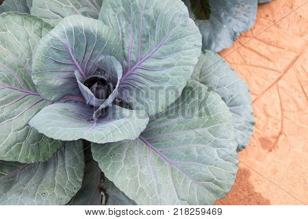 big red head cabbage in farm. plant growing in vegetable garden. soil cultivation. Agricultural industry.
