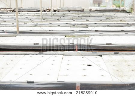 Hydroponic in farm. method of growing organic plants using nutrient in water. cultivation without soil. Agriculture and food concept.