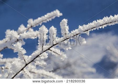 winter tale - large crystals of frost on the branches of tree close up on background of blue blurred sky