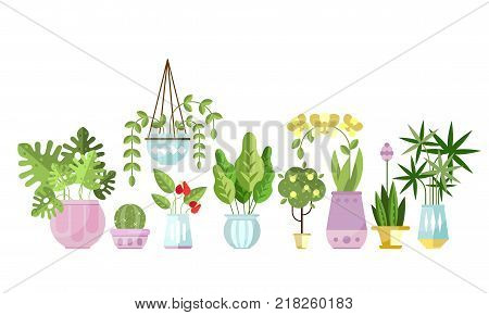 Set of flat style colorful houseplants in pots standing in line. Cactus, pipal, orchid, ivy, palm, Monstera. Home decorative, and deciduous green plants. Vector indoor flowers isolated on white.