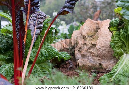 organic beet root plant growing in vegetable garden. soil cultivation. Agricultural industry.