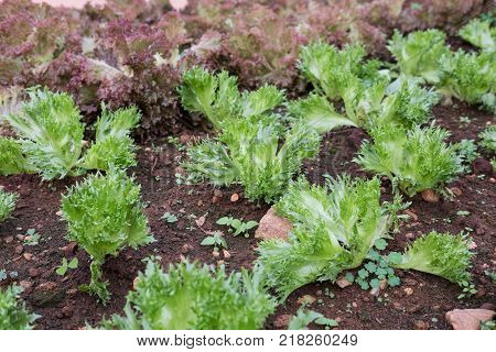 organic lettuce plant growing in vegetable garden. soil cultivation. Agricultural industry.