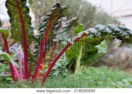 organic beet root plant growing in vegetable garden. soil cultivation. Agricultural industry.