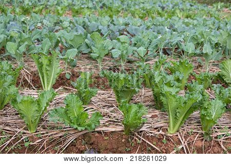 organic lettuce plant growing in vegetable garden. soil cultivation. Agricultural industry.