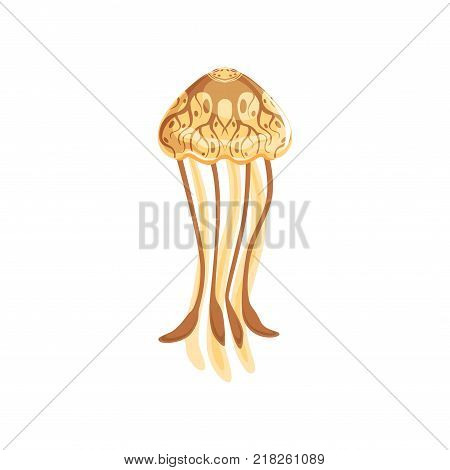 Jellyfish, chrysaora fuscescens species of underwater life vector Illustration on a white background