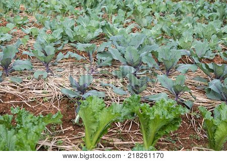 organic lettuce plant growing in vegetable garden. soil cultivation. Agricultural industry.