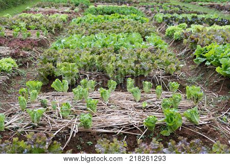 Organic Green Buttavia Lettuce In Farm. Plant Growing In Vegetable Garden. Soil Cultivation. Agricul