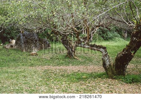 Planting apricot tree in a field. fruit orchard. food & agriculculture concept.