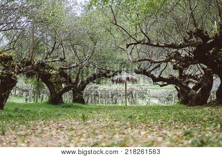 Planting apricot tree in a field. fruit orchard. food & agriculculture concept.