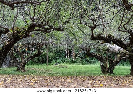 Planting apricot tree in a field. fruit orchard. food & agriculculture concept.