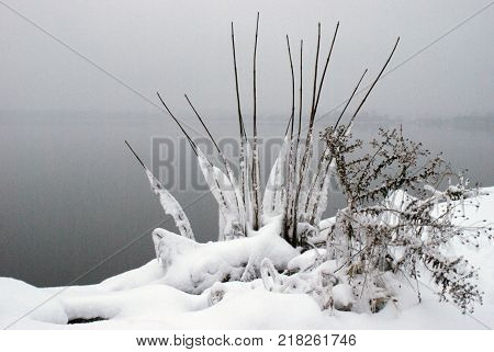 A captivating freeze of winter on this plant frozen in a deep freeze.
