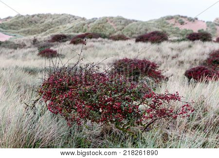 The red bushes of the foreshore with sand dunes in Formby