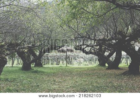 Planting apricot tree in a field. fruit orchard. food & agriculculture concept.