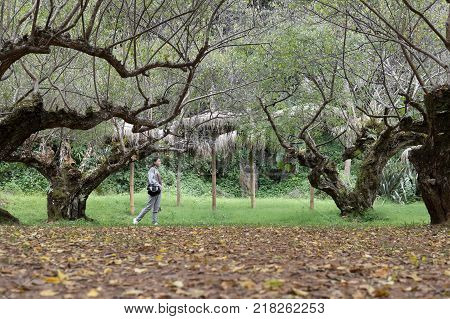 Tourist Use Smart Phone To Take Selfie Picture In Apricot Tree Orchard. People, Travel, Nature Conce