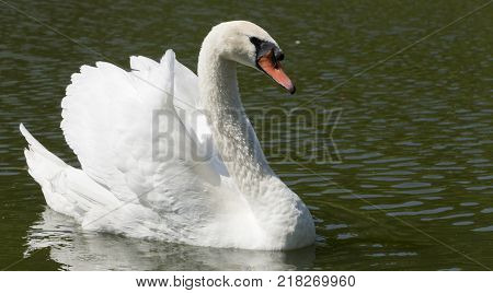 Beautiful white swan with the family in swan lake, romance, seasonal postcard, selective focus