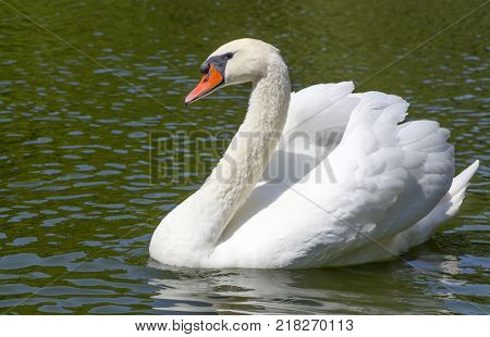 Beautiful white swan with the family in swan lake, romance, seasonal postcard, selective focus