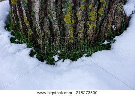 tree stump with snow and grass. moss tree bark with snow
